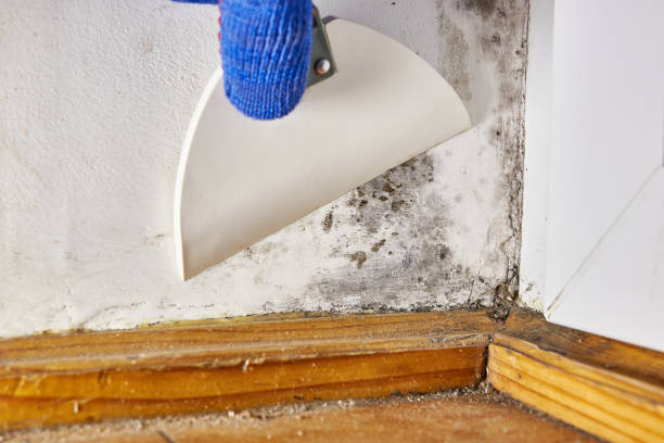 Best Environmental Consulting for Mold Prevention  in Mount Sterling, OH