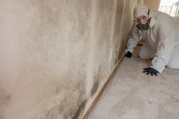 Best Mold Odor Removal Services  in Mount Sterling, OH